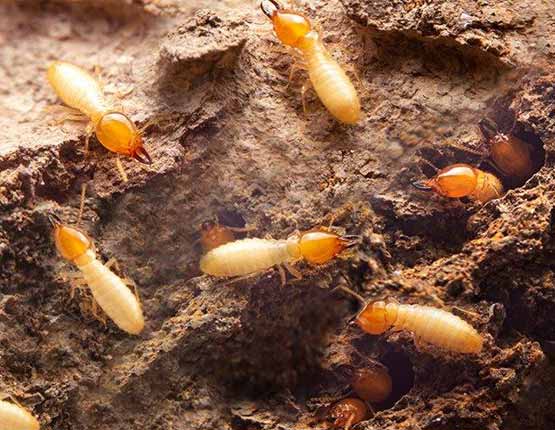 termite control service Nicholls
